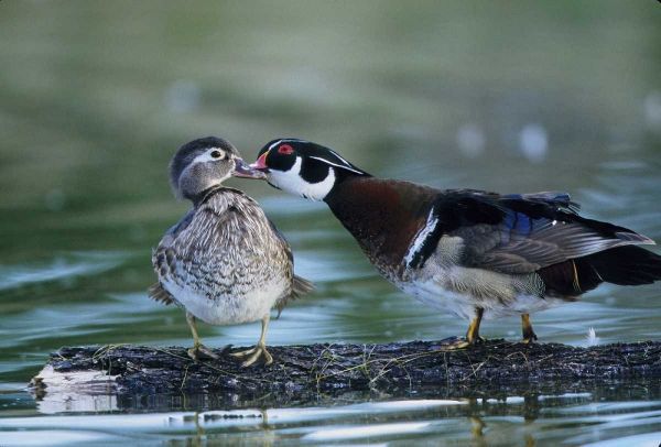 Florida Wood duck interacts with young offspring